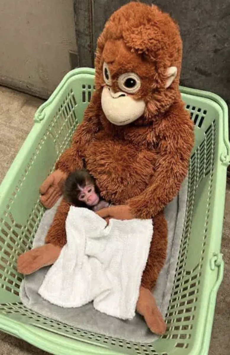 Photo from Mainichi Newspaper shows young Punch with his stuffed orangutan