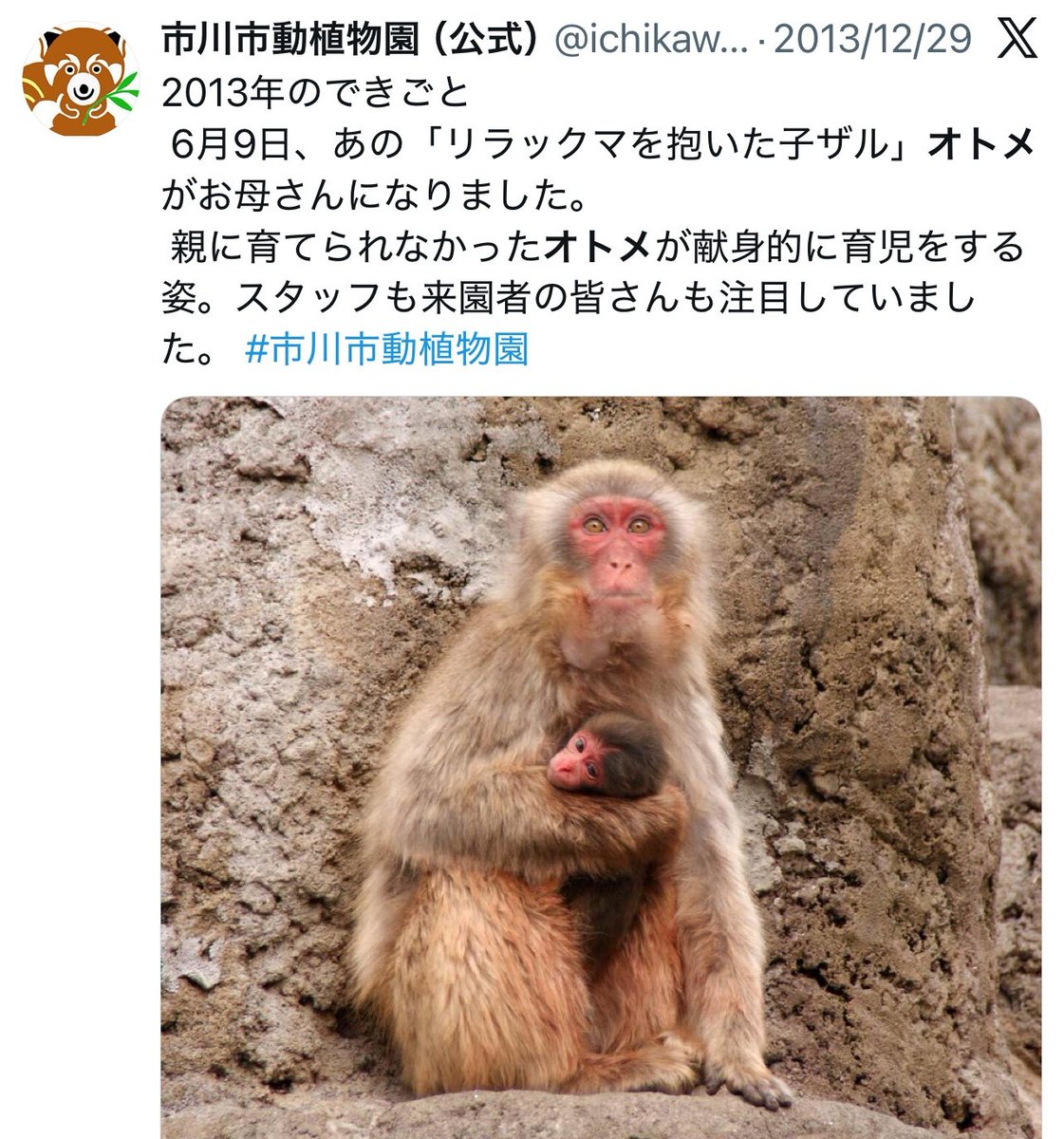 Otome the macaque went from having Rilakkuma as a mom to being a grandmother