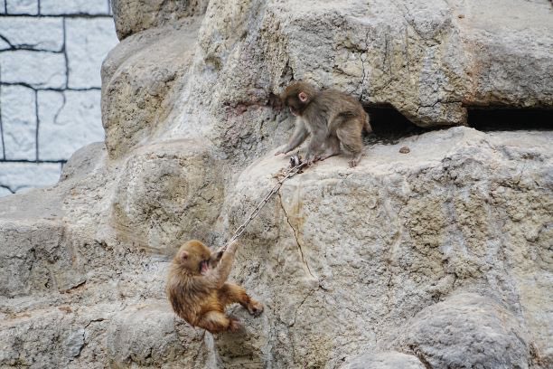 Punch played with other macaques without his stuffed orangutan